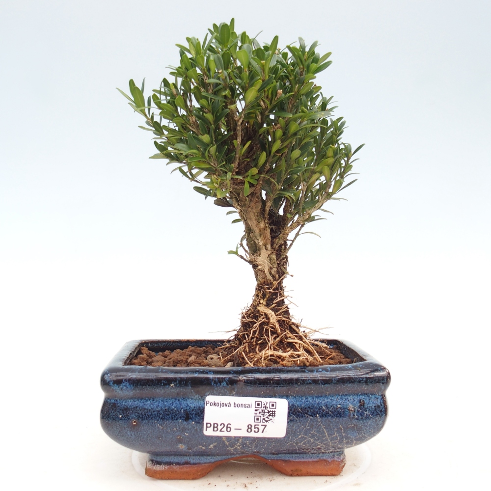 Camera bonsai - Buxus harlandii - buxus da sughero