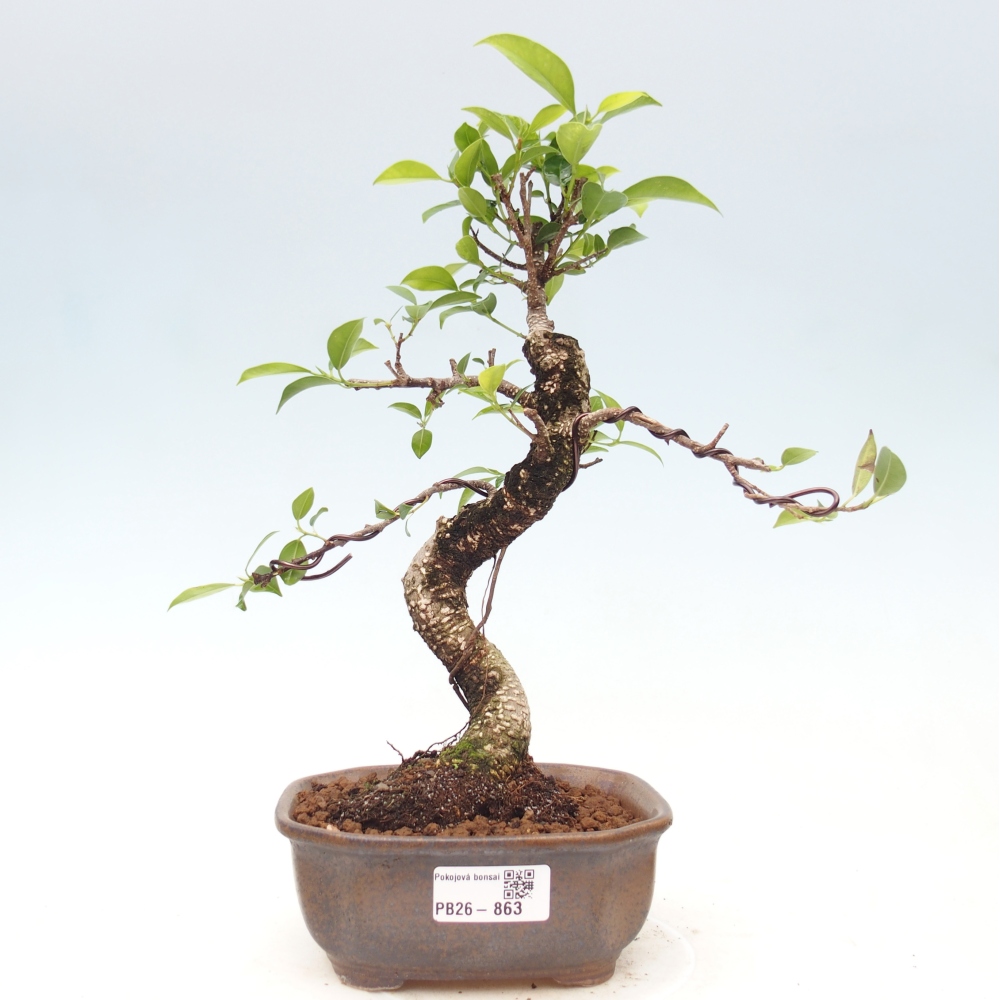 Camera bonsai - Ficus retusa - ficus a foglie piccole