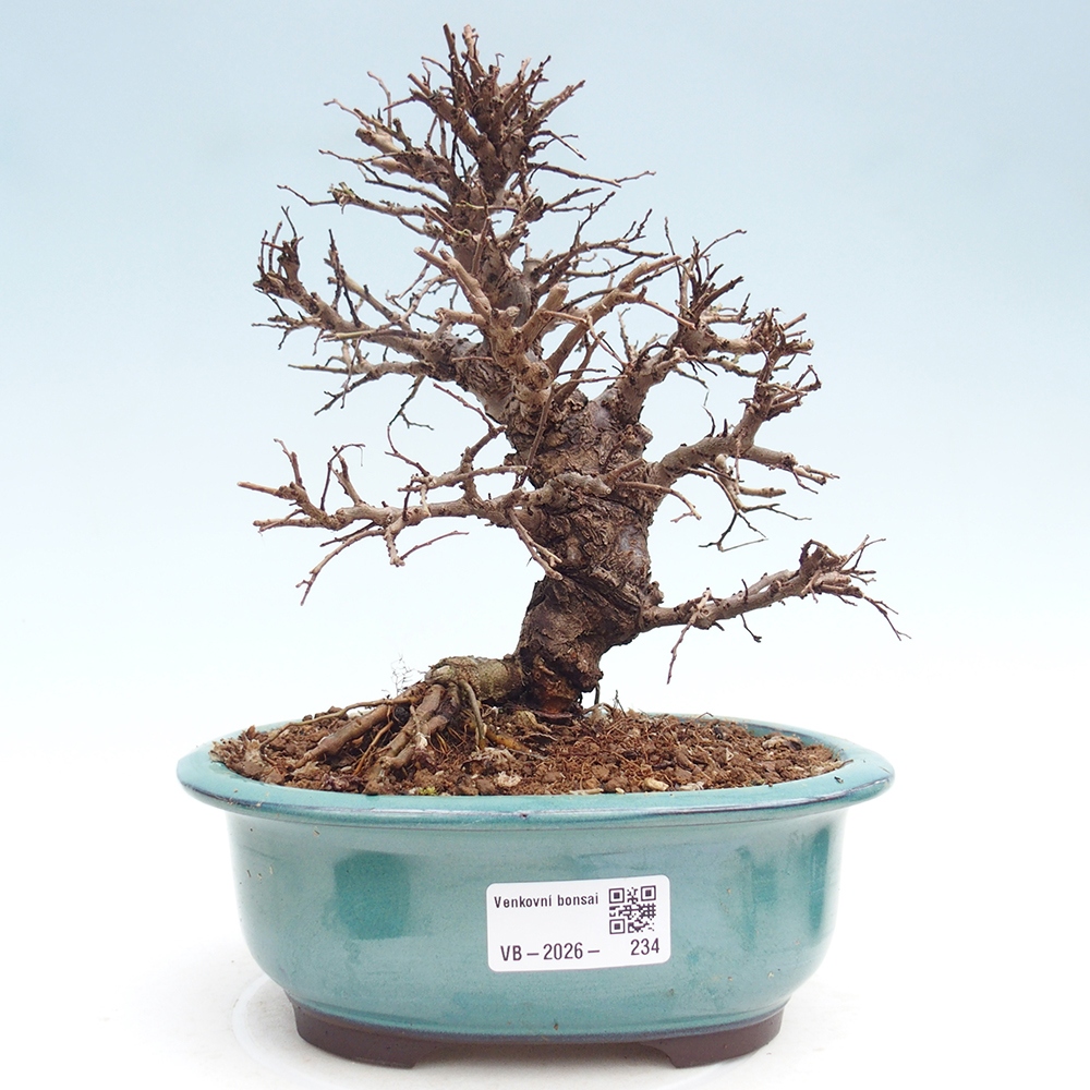 Bonsai da esterno - Zelkova - Zelkova NIRE