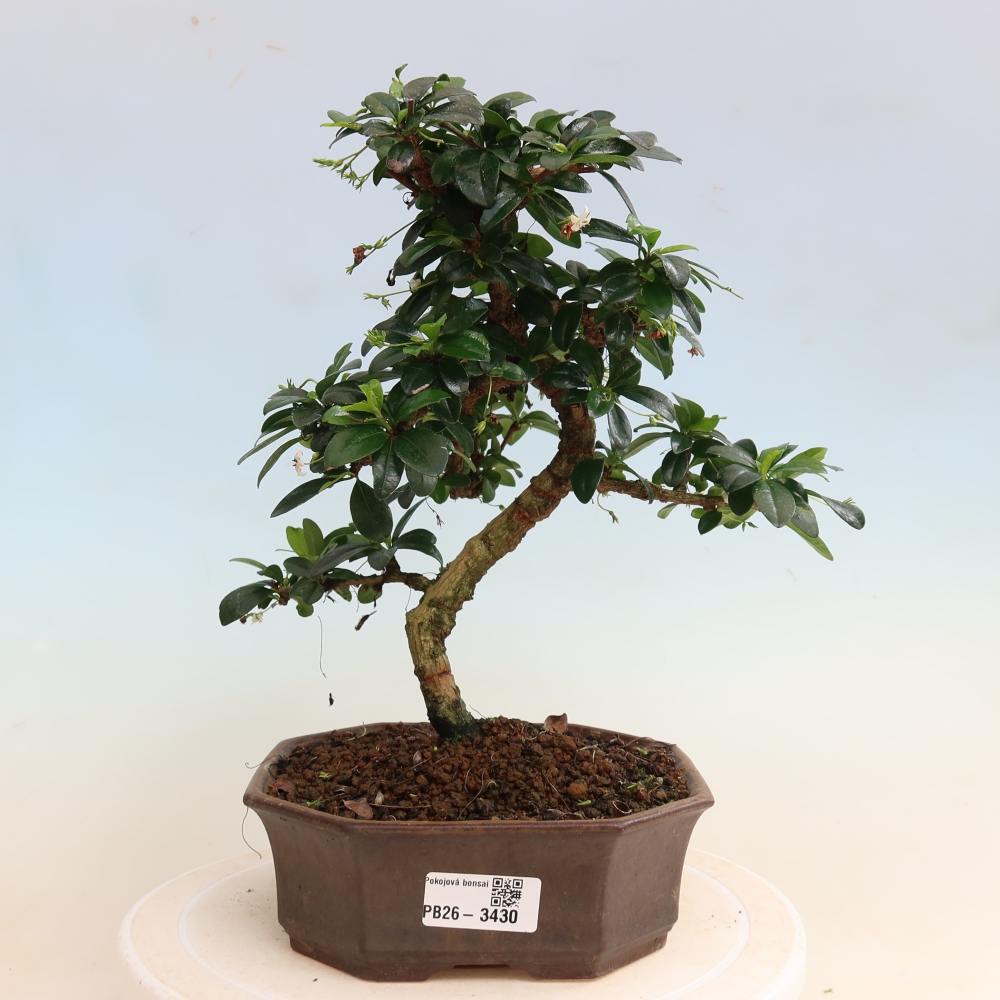 Camera bonsai - Carmona macrophylla - Tea fuki