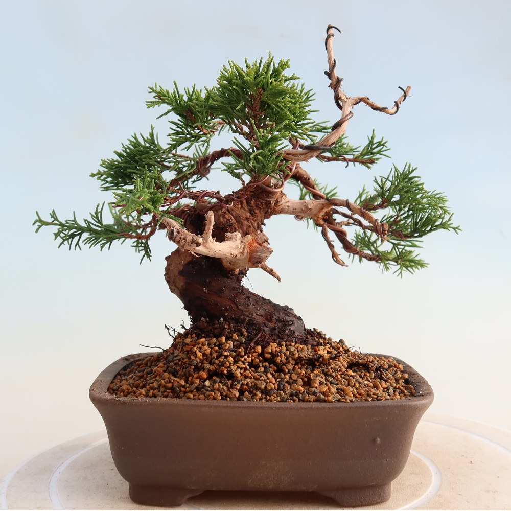 Bonsai da esterno - Juniperus chinensis Itoigawa