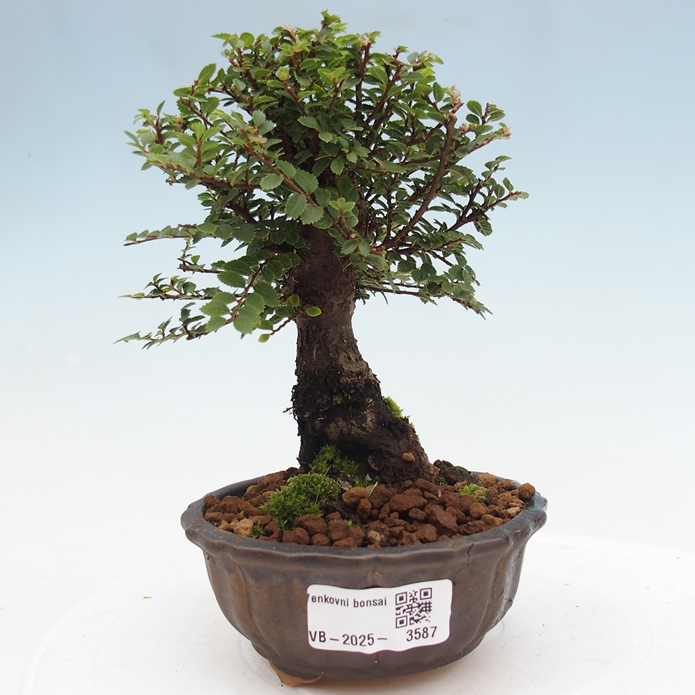 Bonsai da esterno - Ulmus parvifolia Hokkaido - Olmo cinese