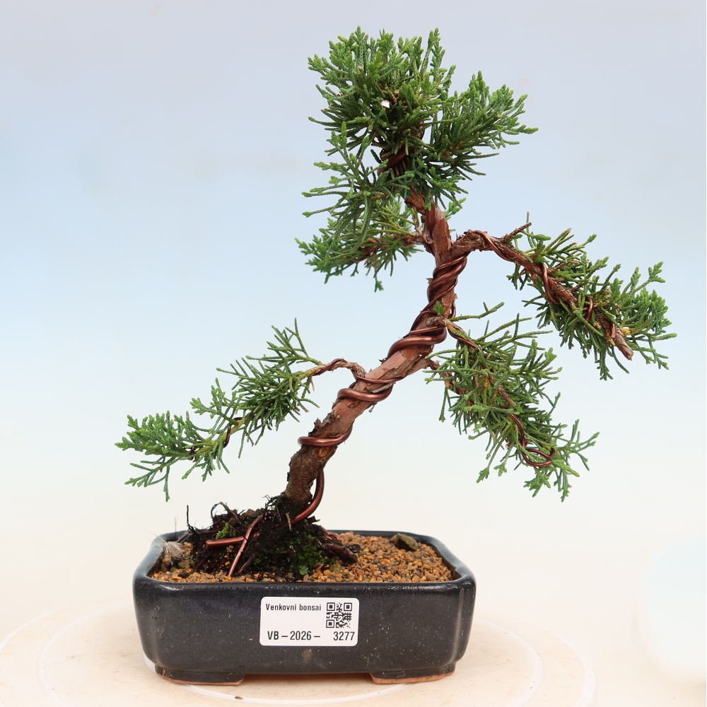 Bonsai da esterno - Juniperus chinensis Kishu