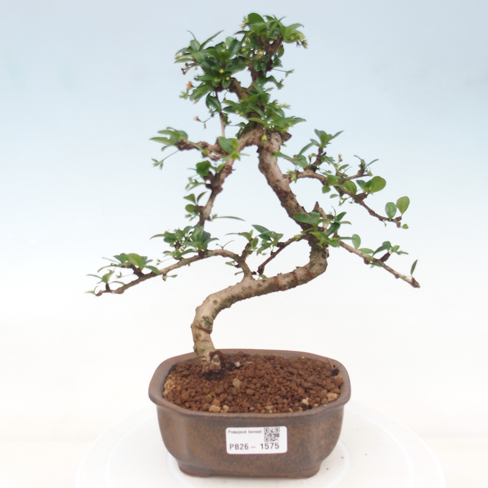 Camera bonsai - Carmona macrophylla - Tea fuki