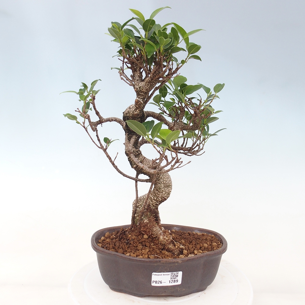 Camera bonsai - Ficus retusa - ficus a foglie piccole