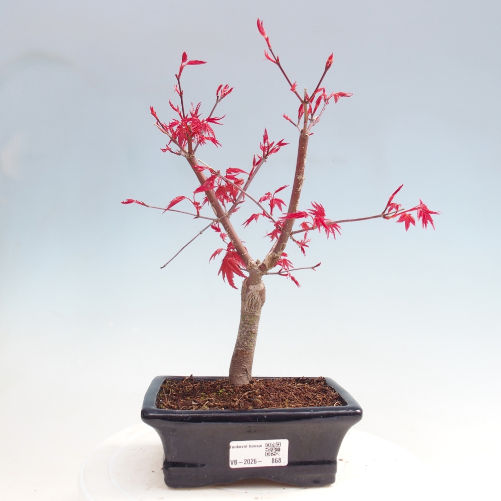 Bonsai da esterno - Acer palmatum DESHOJO