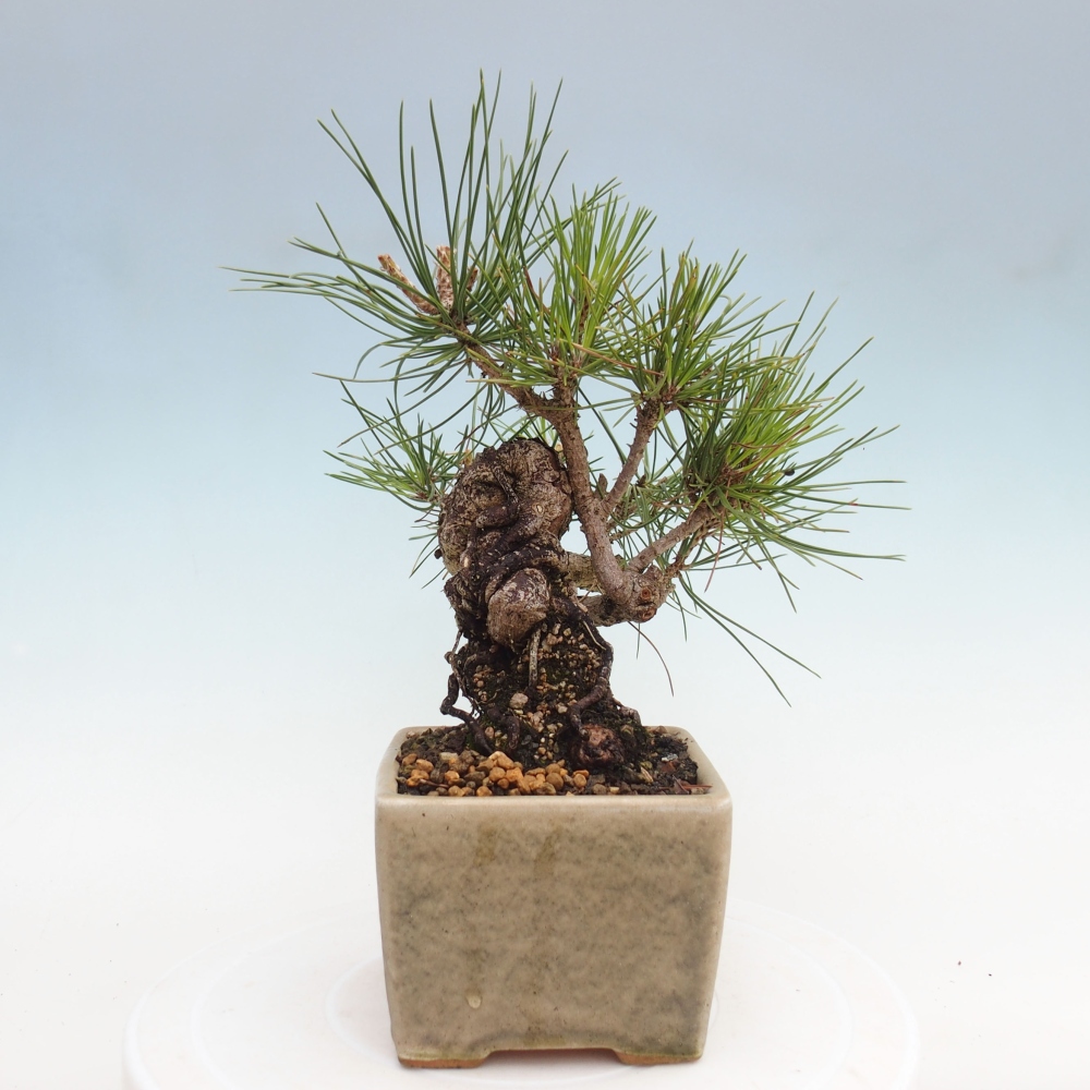 Bonsai da esterno - Pinus thunbergii - Pino di Thunberg