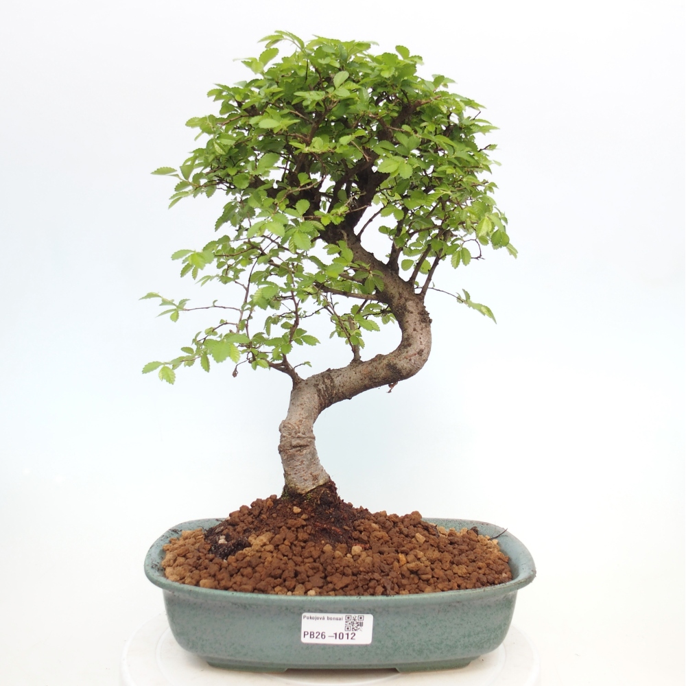 Camera bonsai - Ulmus parvifolia - Olmo a foglie piccole