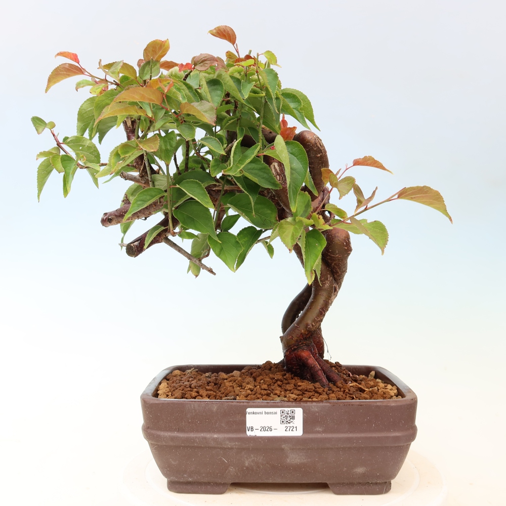 Bonsai da esterno - Albicocco giapponese - Prunus Mume