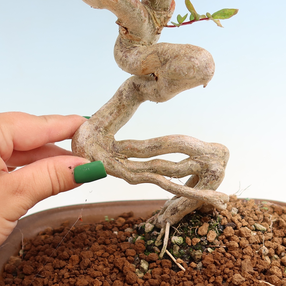 Bonsai da interno - Lagerstroemia indica - lillà indiano