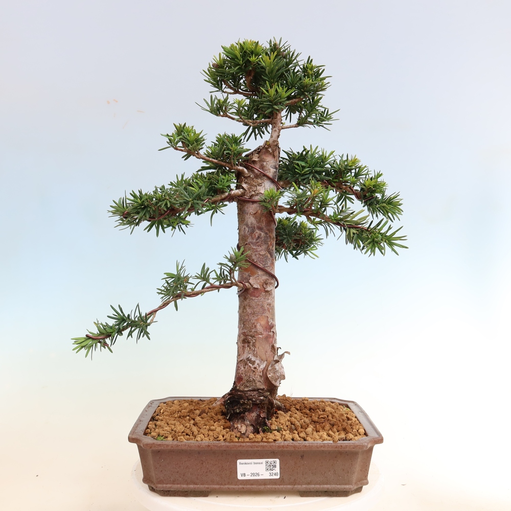 Bonsai da esterno - Taxus cuspidata - Tasso giapponese