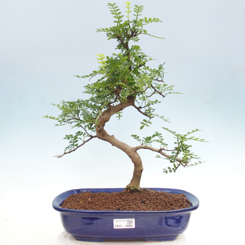 Camera bonsai - Zantoxylum piperitum - albero del pepe