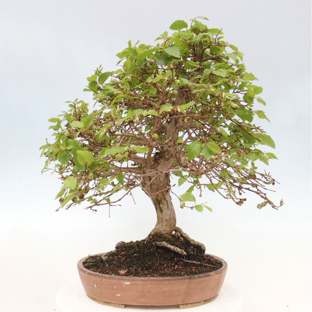 Bonsai da esterno -Carpinus CARPINOIDES - Carpino coreano