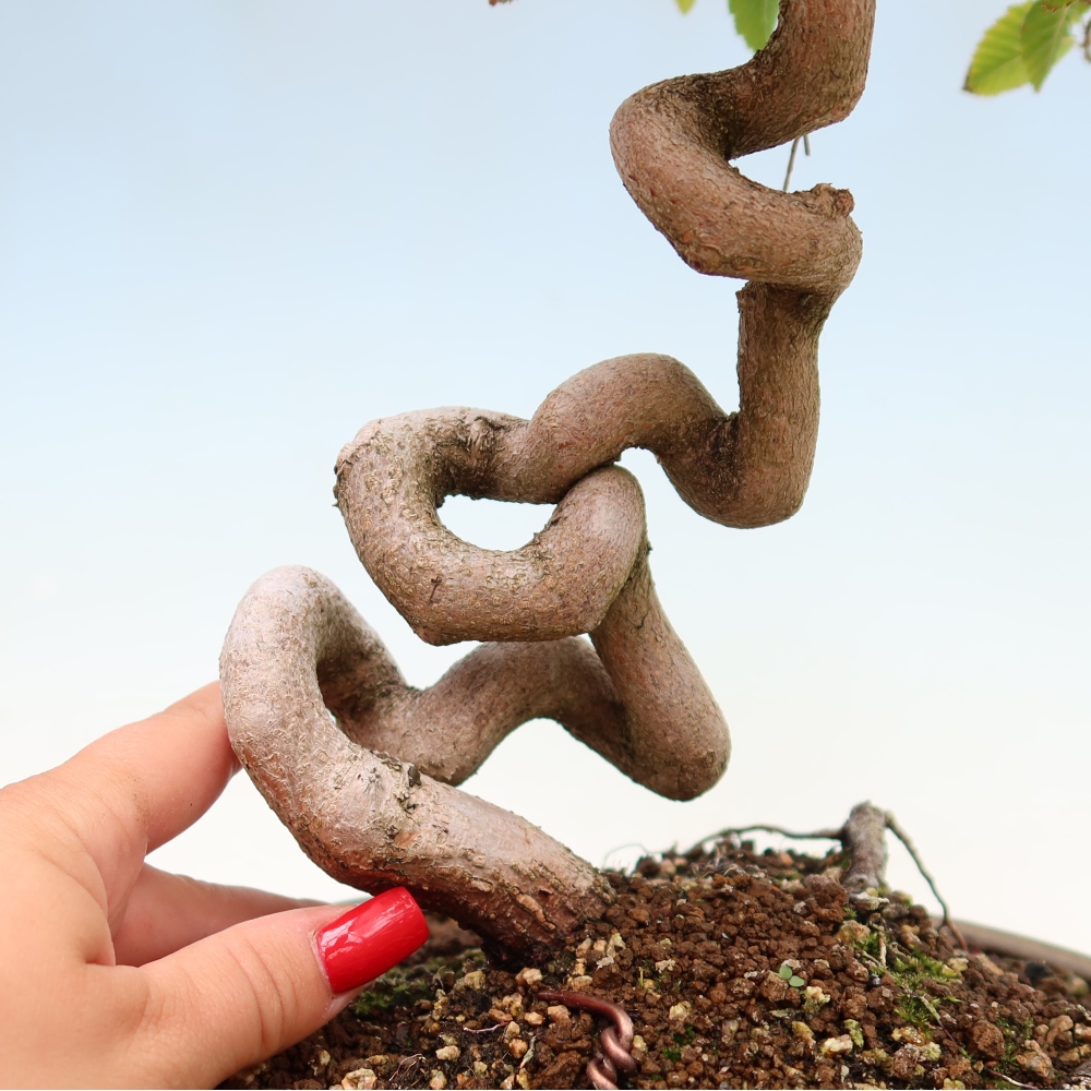 Bonsai da esterno -Carpinus Coreana - Carpino coreano