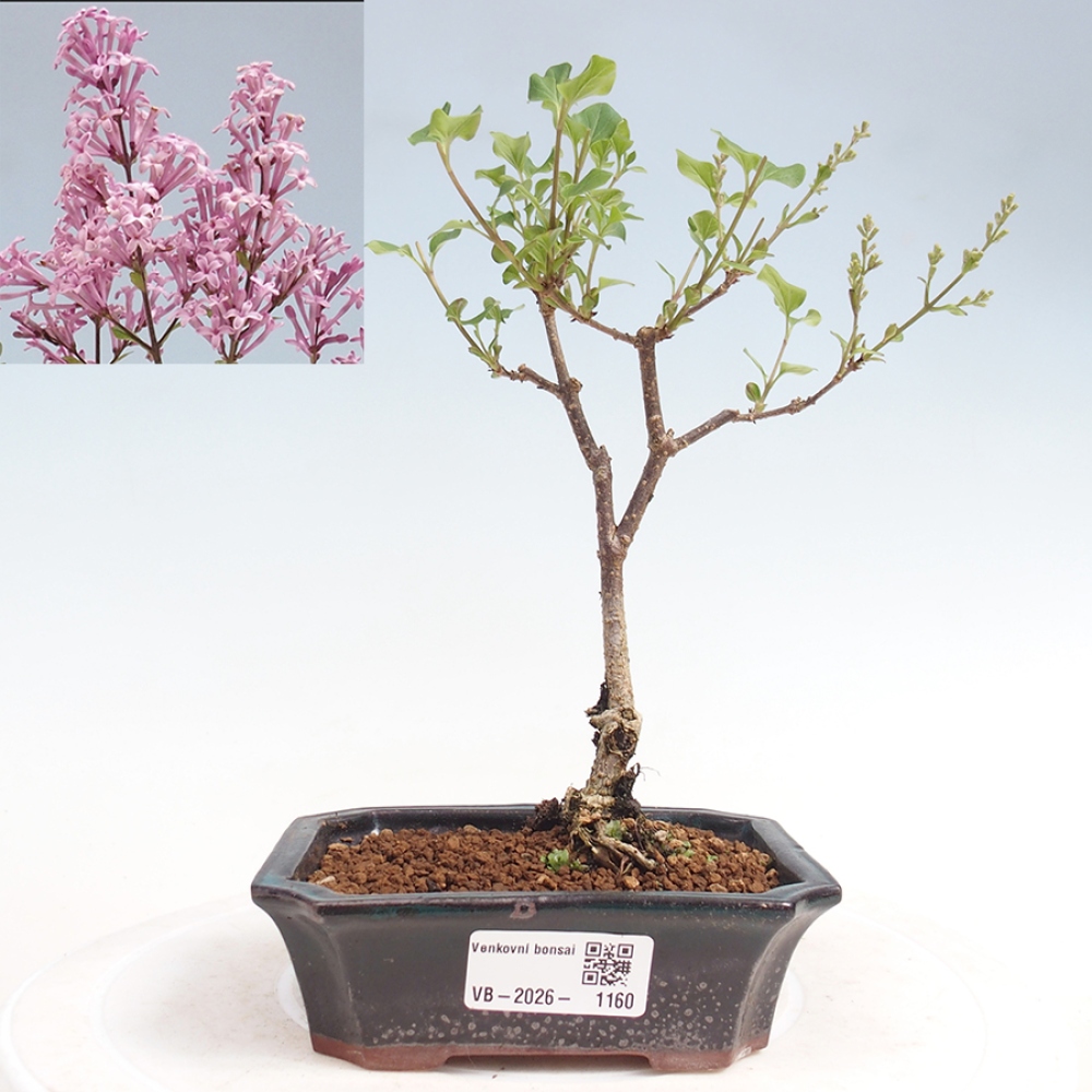 Bonsai da esterno - Syringa Meyeri Palibin - Lillà di Meyer