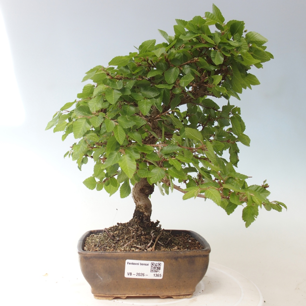 Bonsai da esterno -Carpinus CARPINOIDES - Carpino coreano