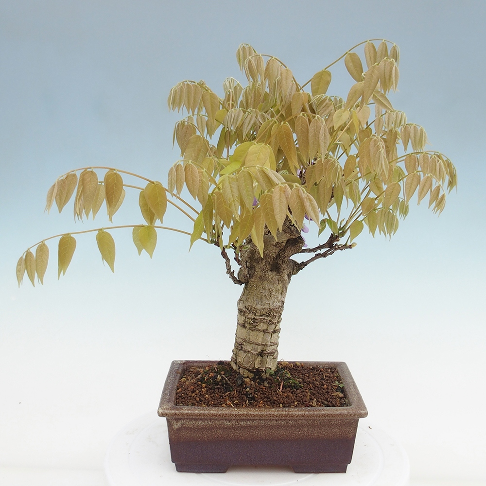 Bonsai da esterno - Glicine floribunda