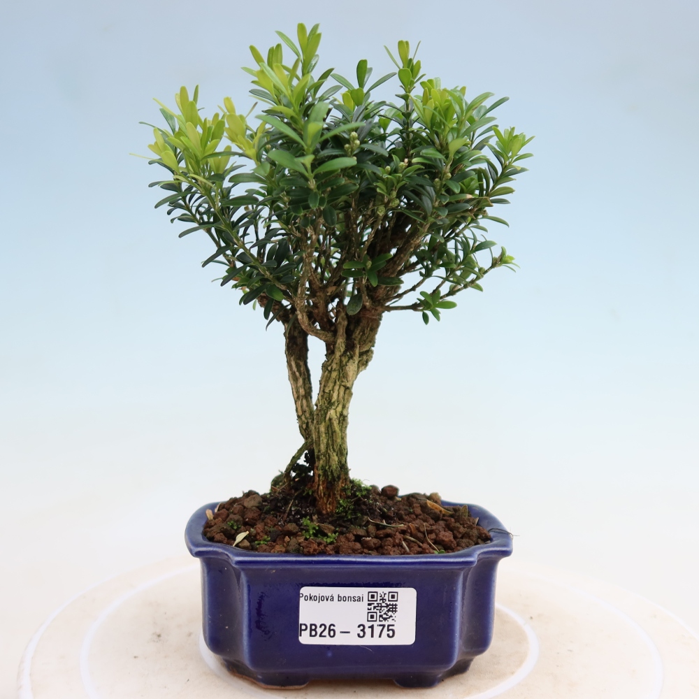 Camera bonsai - Buxus harlandii - buxus da sughero