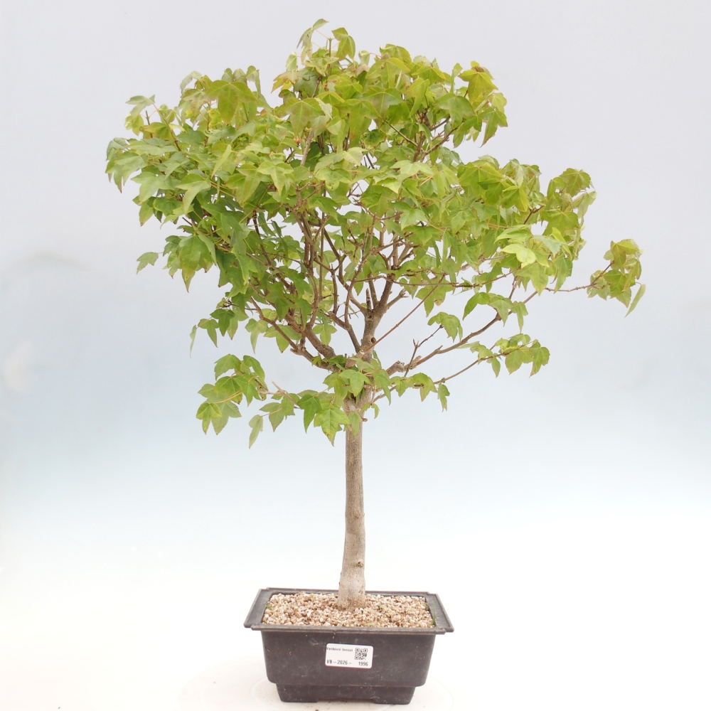 Bonsai da esterno - Acer Buergerianum - Acero di Burger
