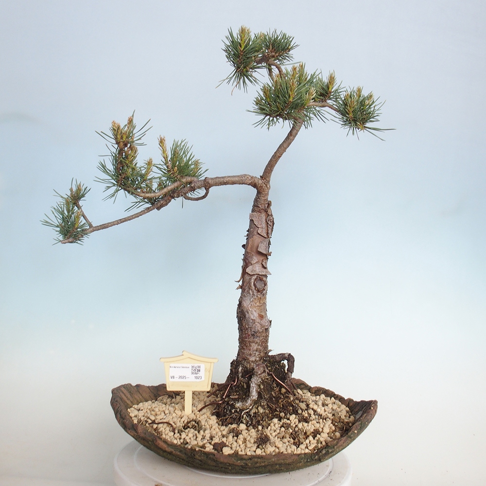 Bonsai da esterno - Pinus Sylvestris Watererri - Pino silvestre