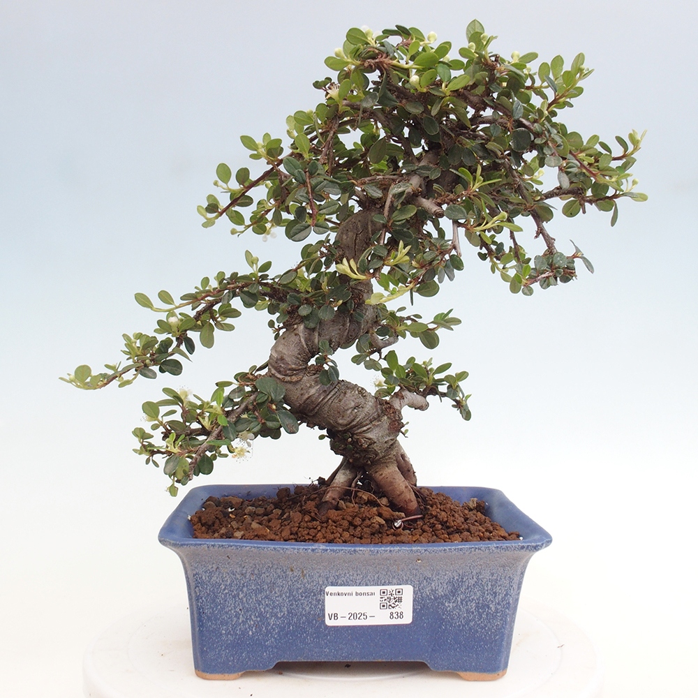 Bonsai da esterno - Cotoneaster dammeri - Roccia di Damer