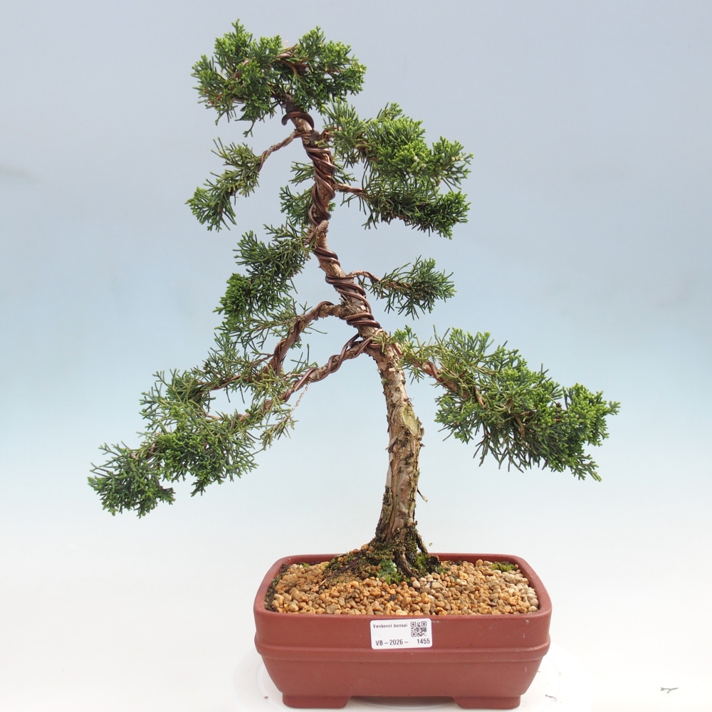 Bonsai da esterno - Juniperus chinensis Kishu