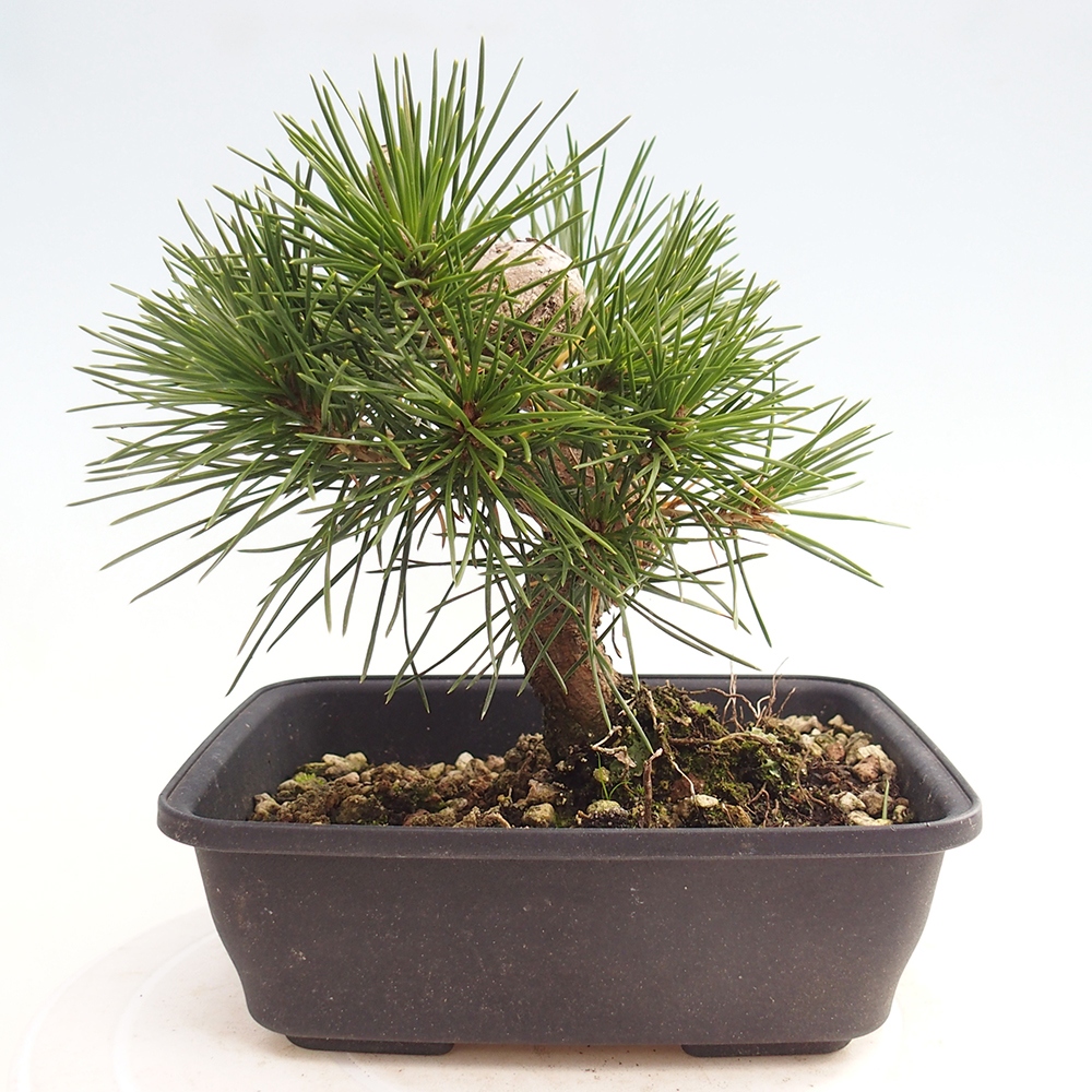 Bonsai da esterno - Pinus thunbergii - Pino di Thunberg