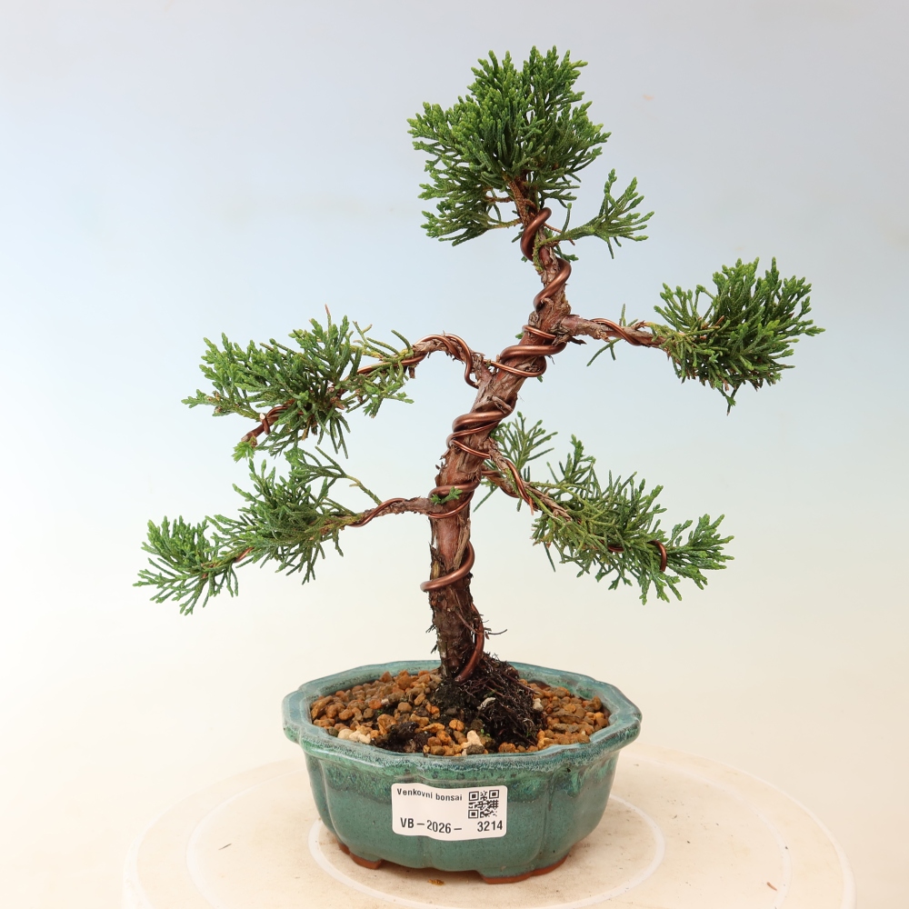 Bonsai da esterno - Juniperus chinensis Kishu