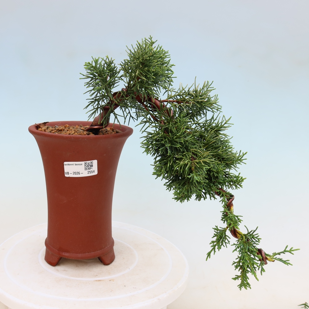 Bonsai da esterno - Juniperus chinensis Kishu