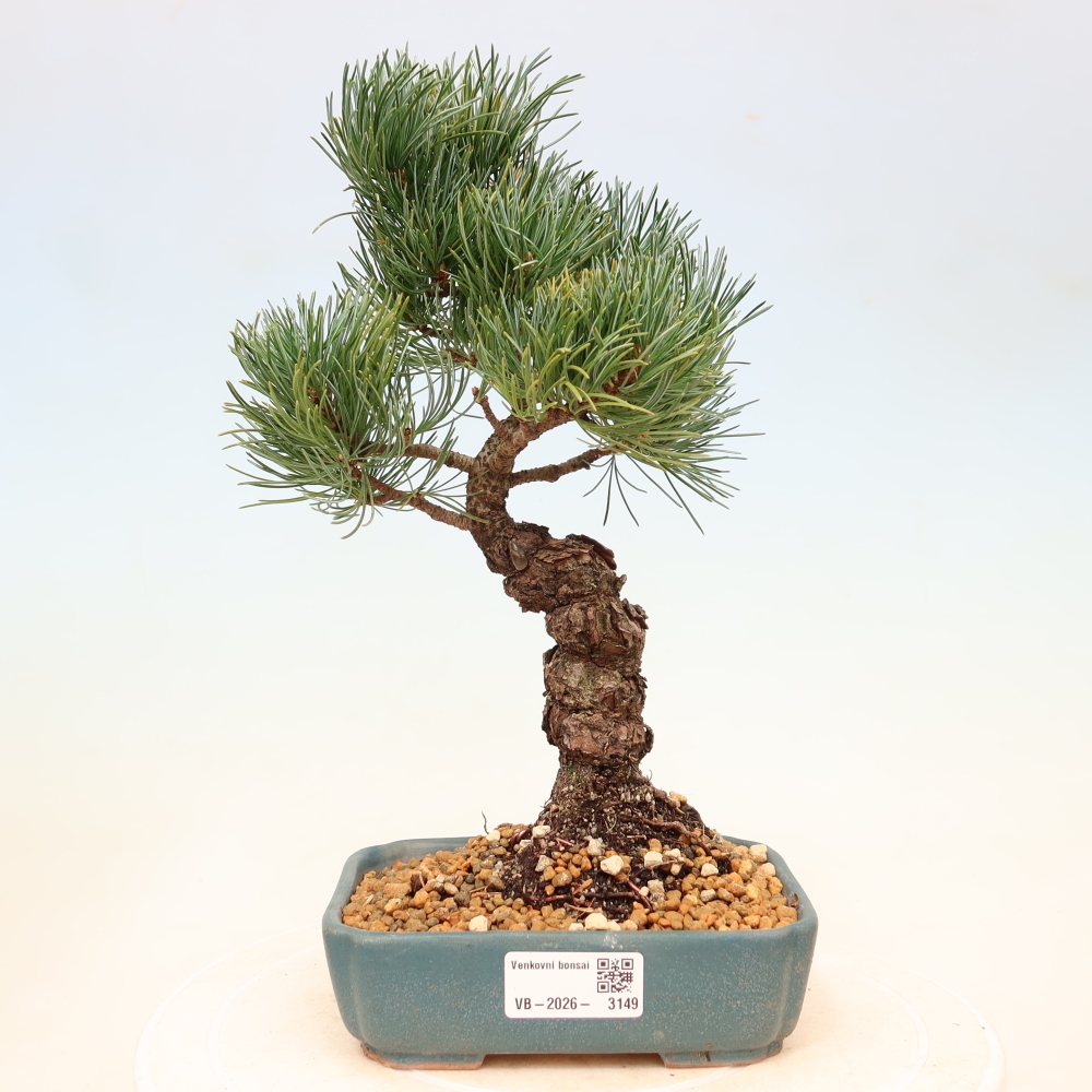 Bonsai da esterno - Pinus parviflora - Pinus parviflora