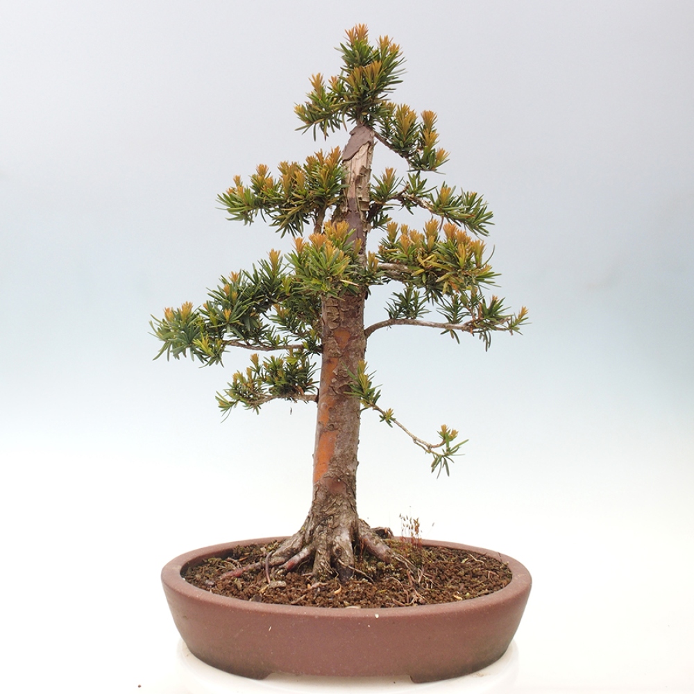 Bonsai da esterno - Taxus cuspidata - Tasso giapponese