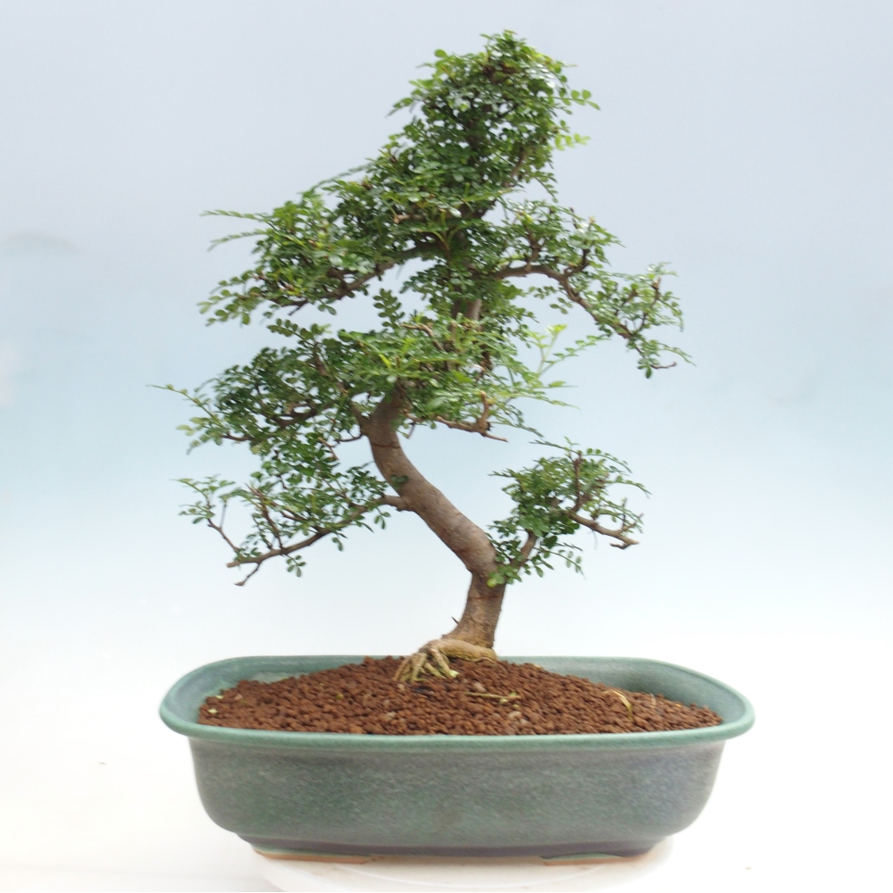 Camera bonsai - Zantoxylum piperitum - albero del pepe