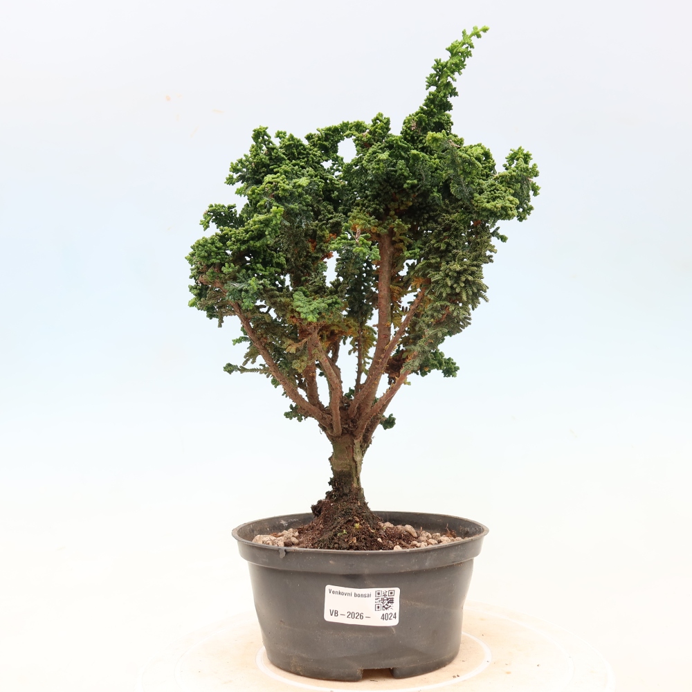 Bonsai da esterno - Cham. obtusa SEKKA HINOKI - Cipresso