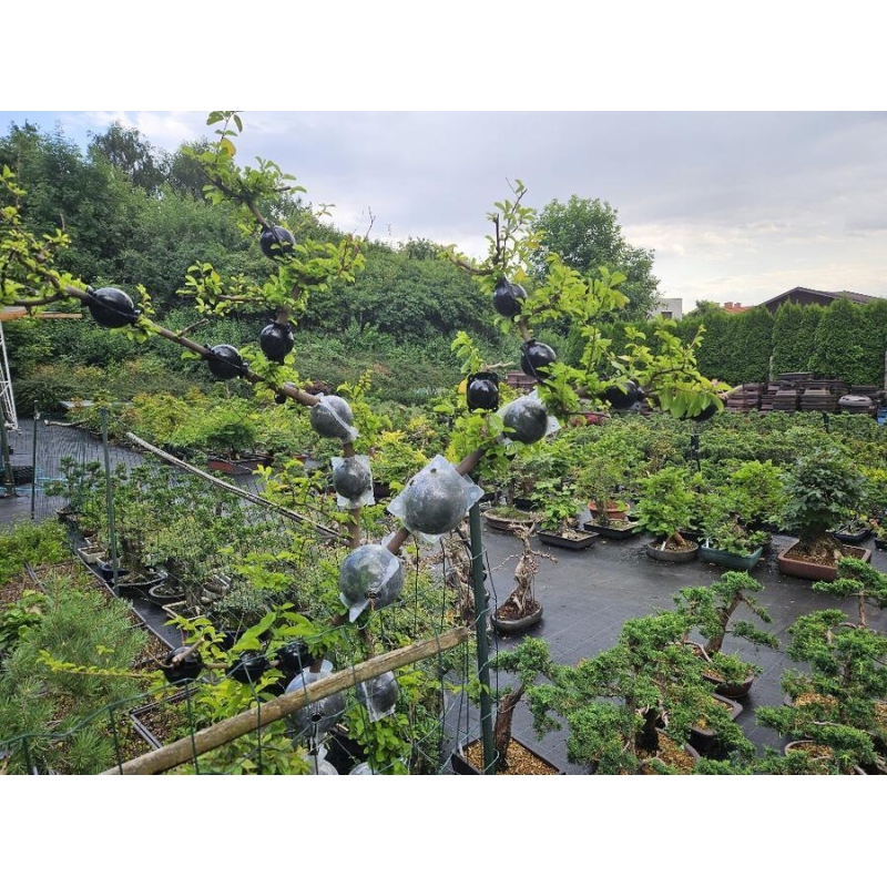 Sfere 12 cm trasparenti 1 pezzo