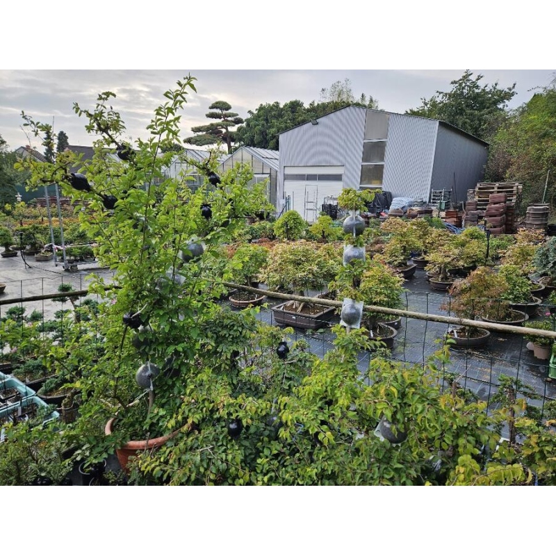 Sfere 12 cm trasparenti 10 pz.