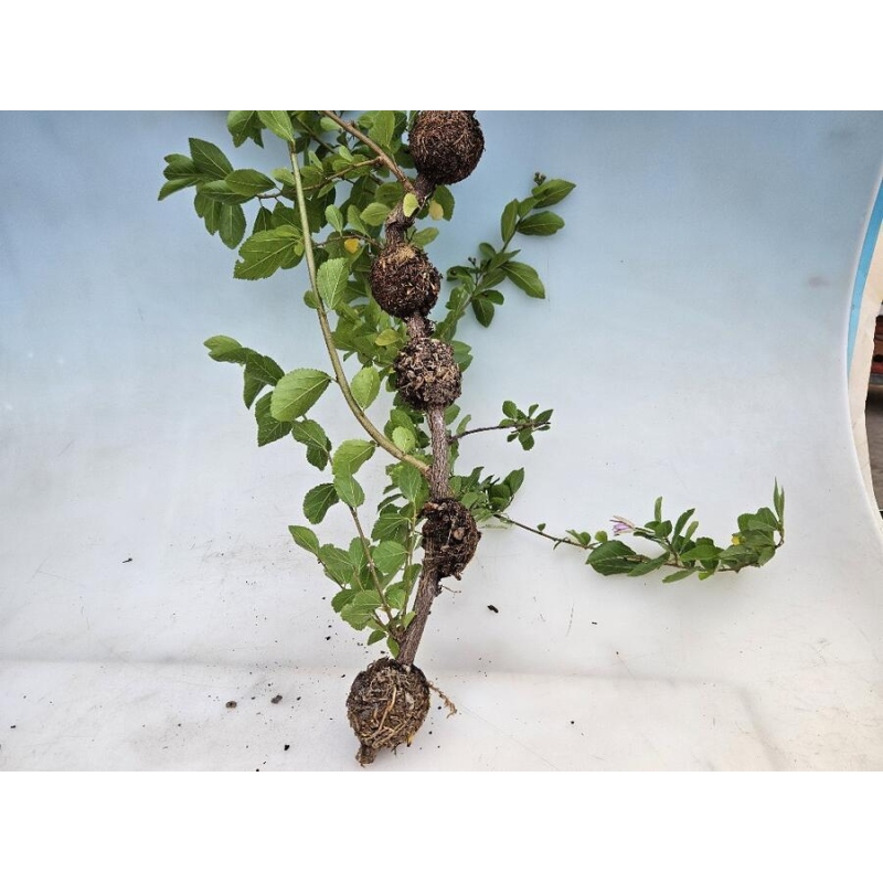 Palla infuocata 8 cm trasparente 1 pz