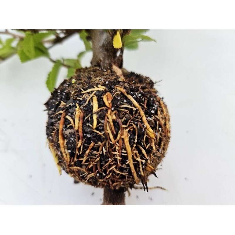 Sfere 8 cm trasparenti 10 pz.