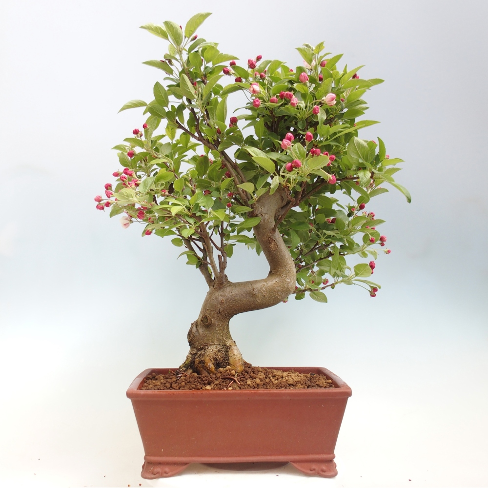 Bonsai da esterno -Malus halliana - Melo a frutto piccolo