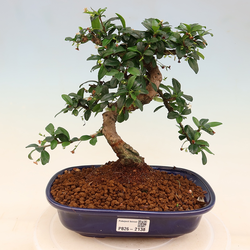Camera bonsai - Carmona macrophylla - Tea fuki