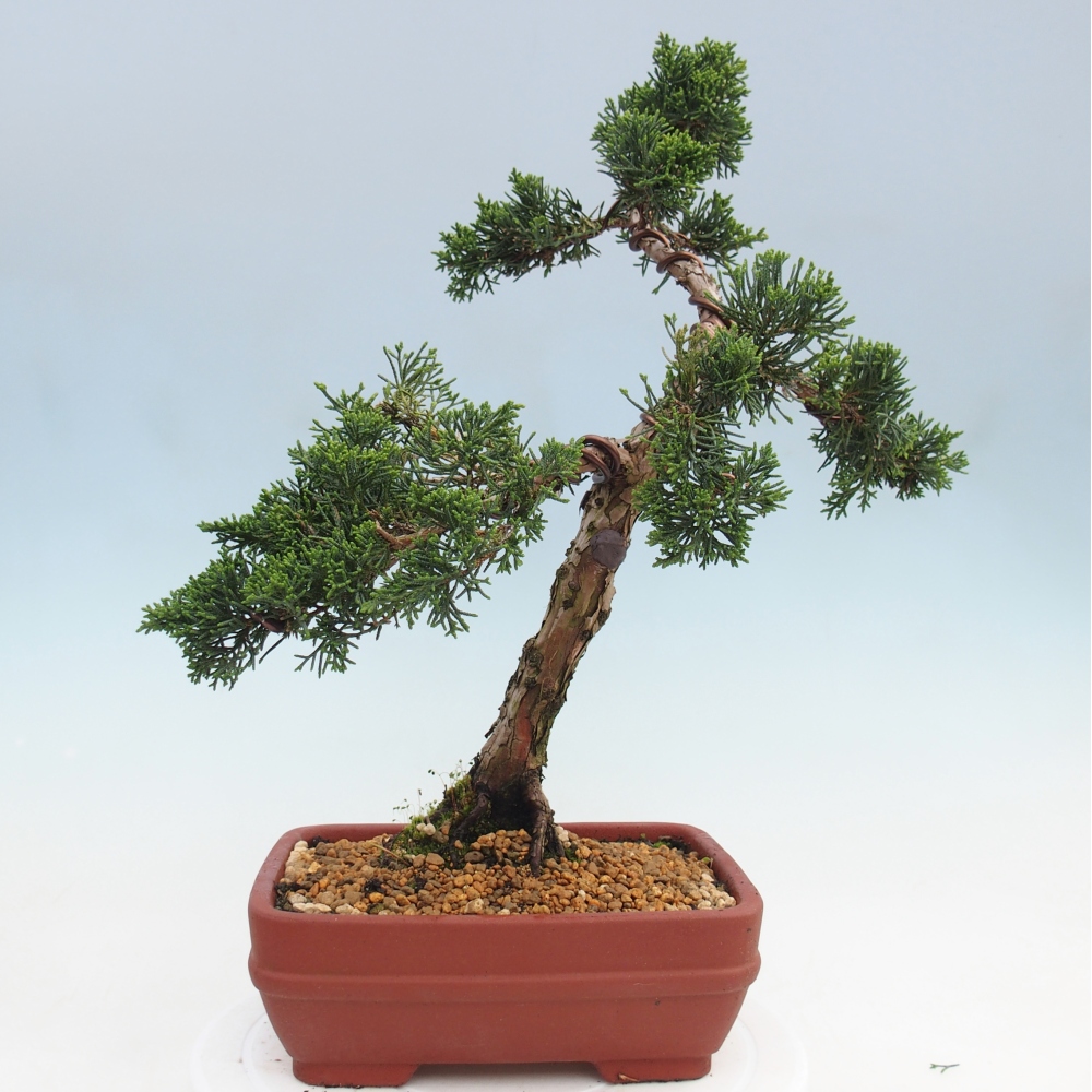 Bonsai da esterno - Juniperus chinensis Kishu
