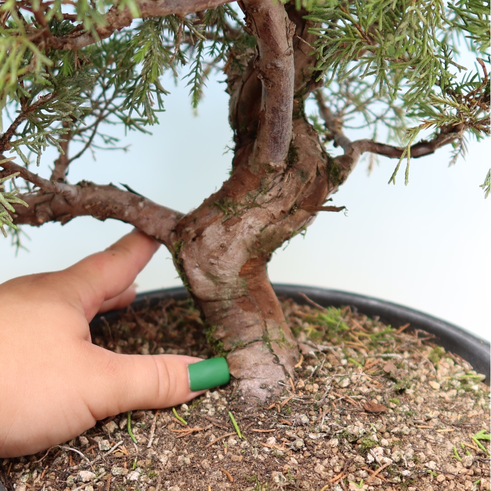 Bonsai da esterno - Juniperus chinensis Itoigawa-Juniperus chinensis