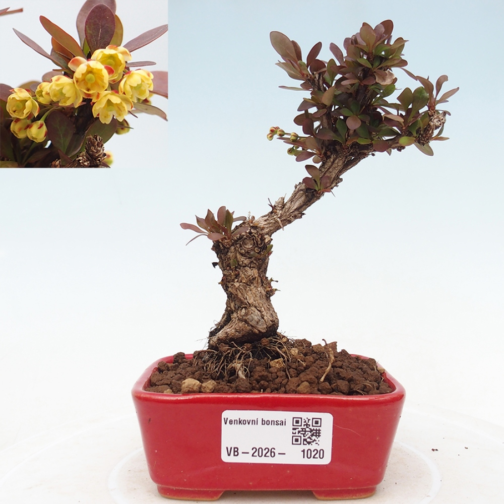Bonsai da esterno - Berberis Thunbergii Bagatelle