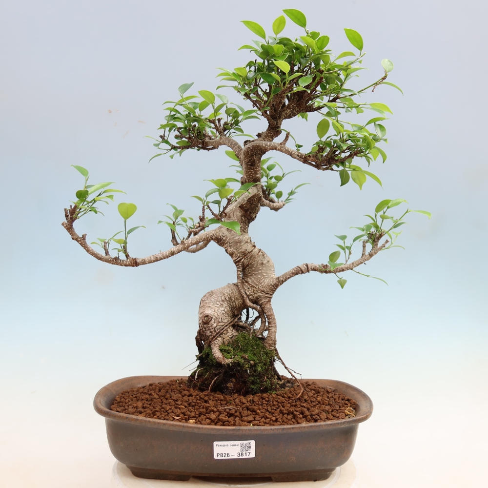 Camera bonsai - Ficus kimmen - ficus a foglie piccole