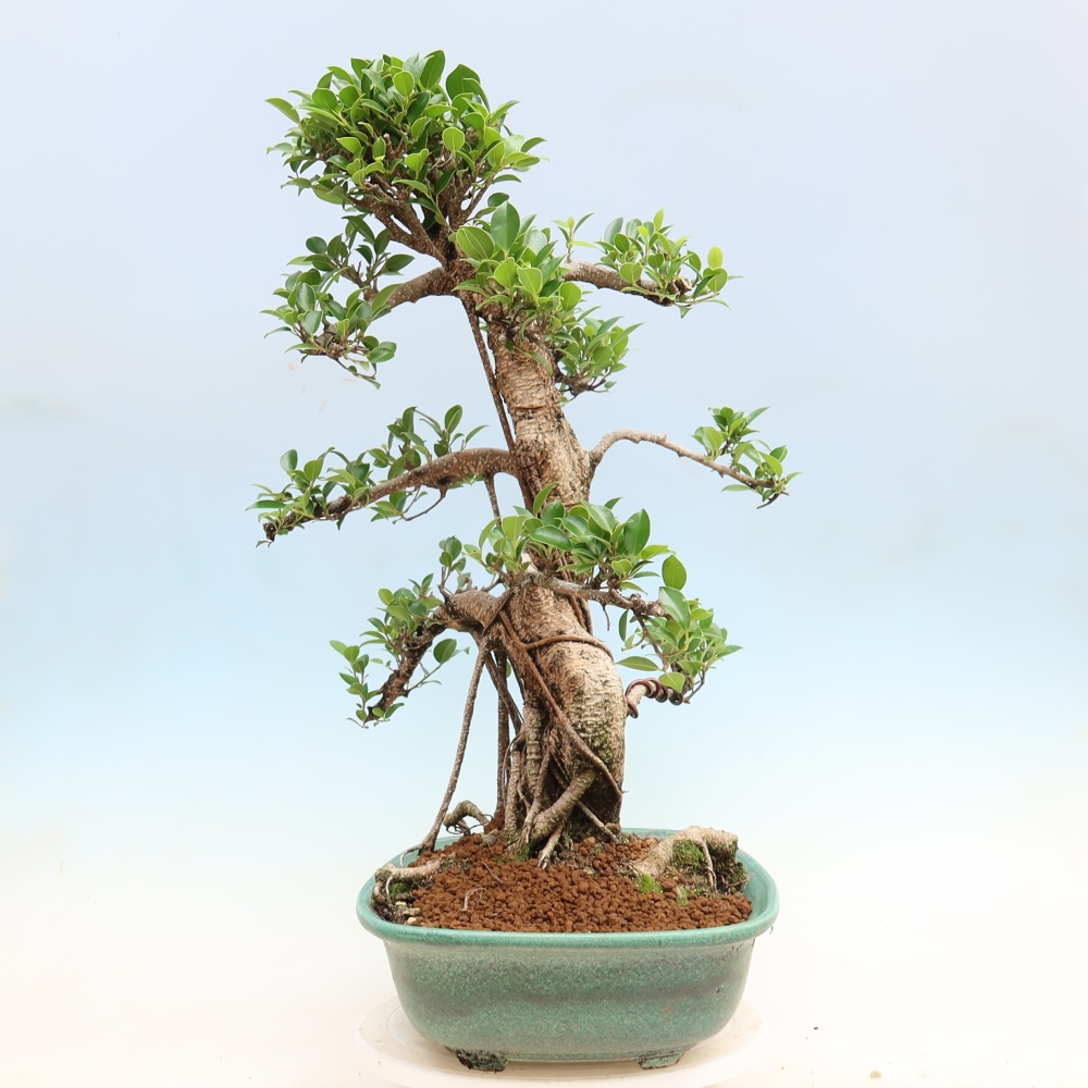 Camera bonsai - Ficus kimmen - ficus a foglie piccole
