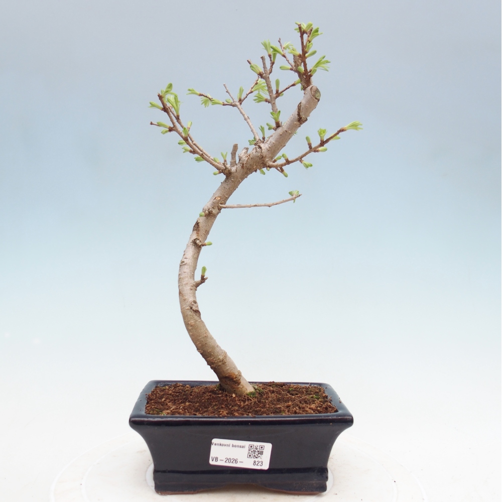 Bonsai da esterno -Pseudolarix amabis-Pseudolarix amabis