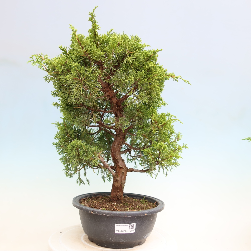 Bonsai da esterno - Juniperus chinensis Itoigawa-Juniperus chinensis