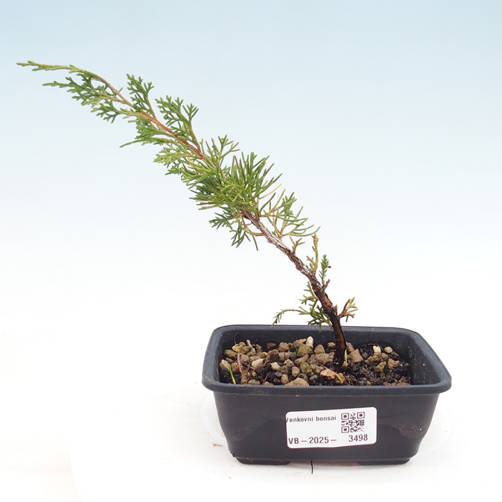 Bonsai da esterno - Juniperus chinensis Itoigawa
