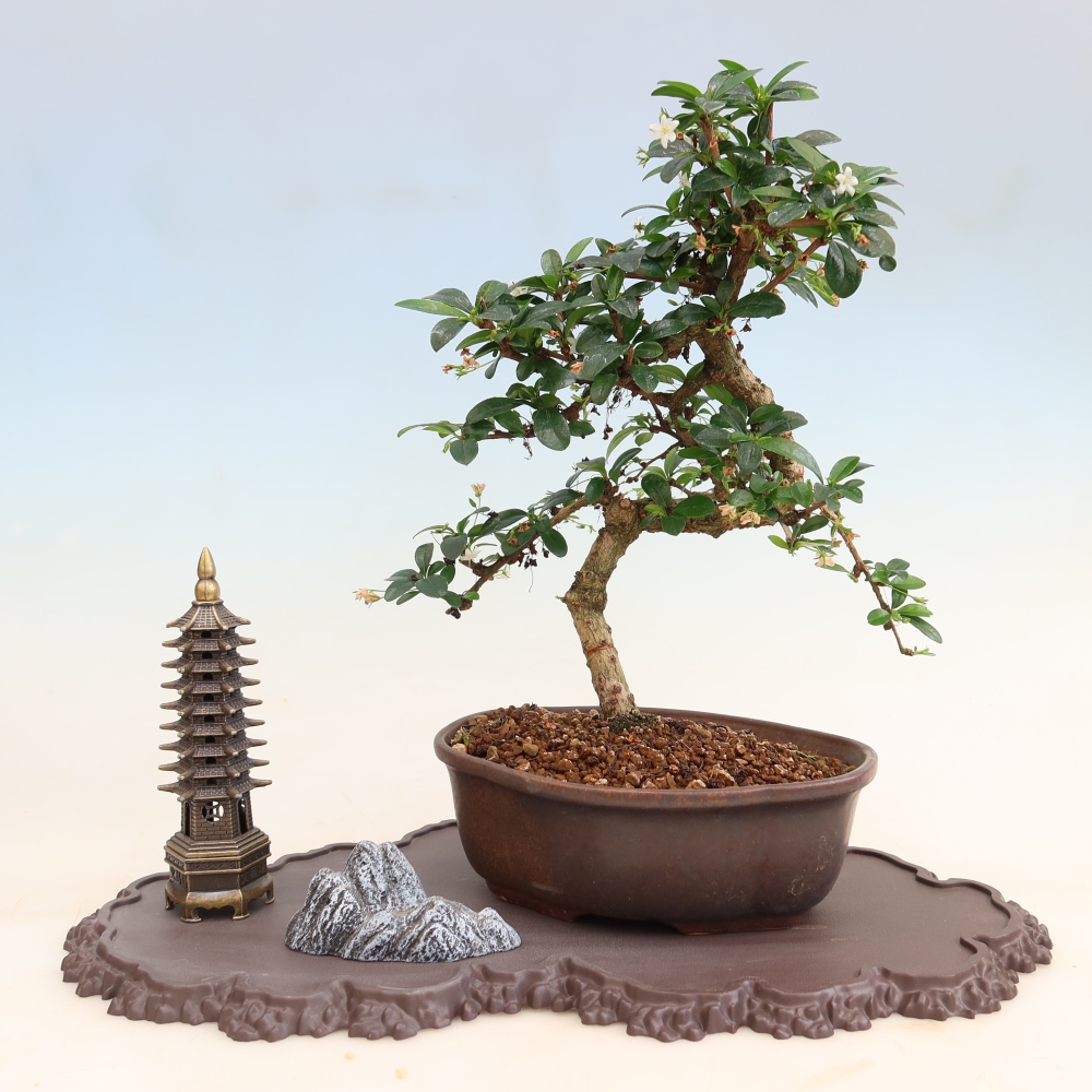Base in plastica per bonsai 43 x 25 x 1,5 cm, colore marrone