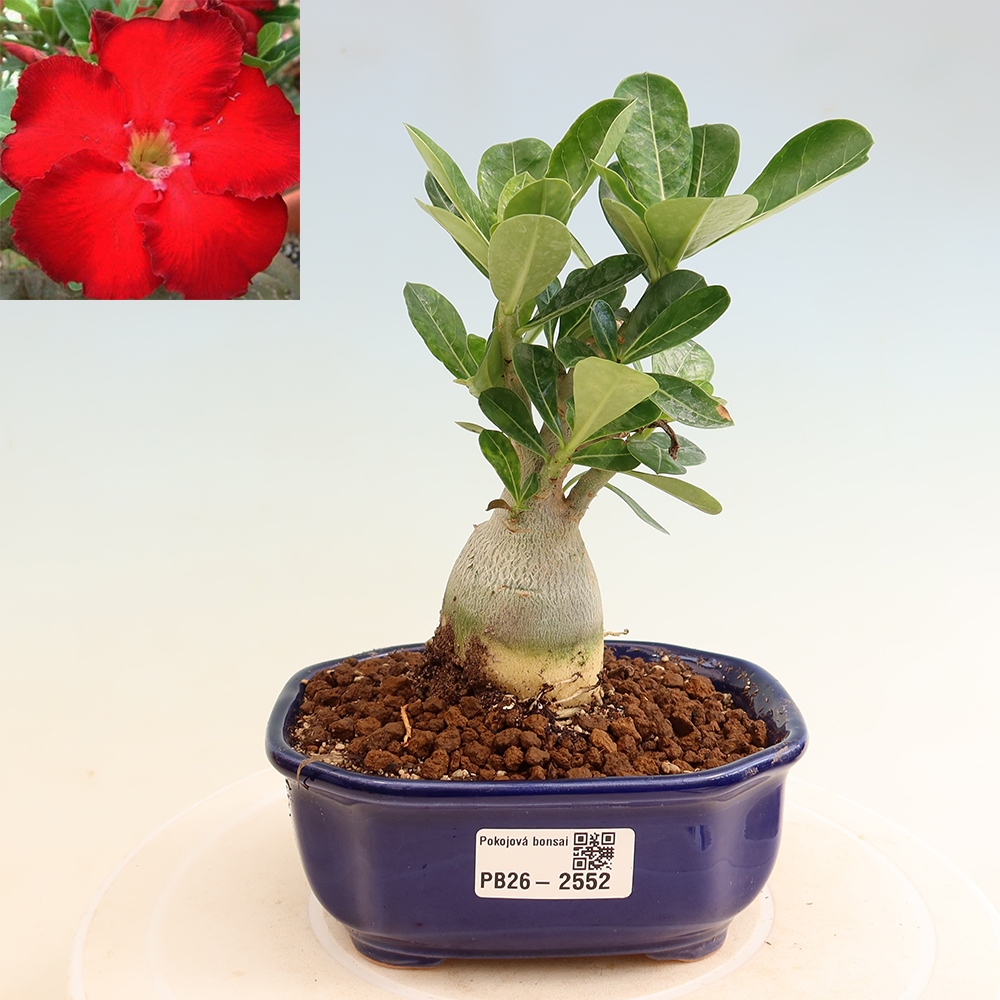 Bonsai da interno - Adenium obesum Red Star - Rosa del deserto