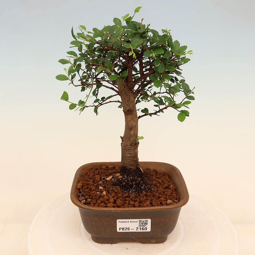 Camera bonsai - Ulmus parvifolia - Olmo a foglie piccole